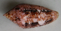 Conus legatus Lamarck, 1810